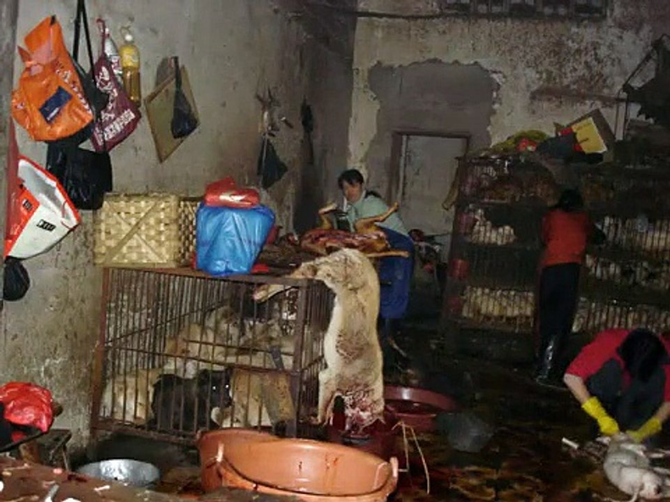In Memory of the Dogs in China