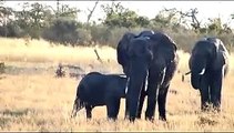 Botswana safari: elephants
