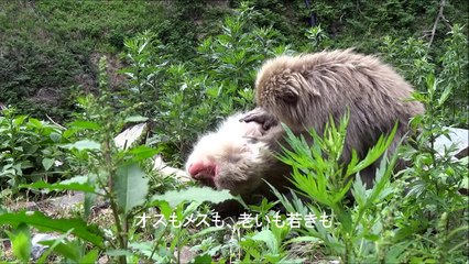 ニホンザルのグルーミング　地獄谷野猿公苑