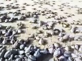 loma local tortugasos liberacion de tortugas