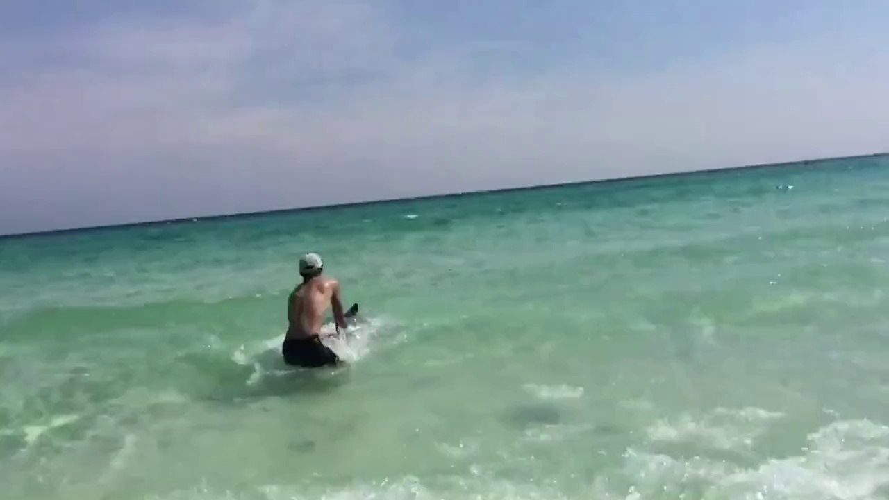 Retirer des hameçons de la gueule d'un requin-marteau