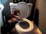 Cat flushing a toilet music video