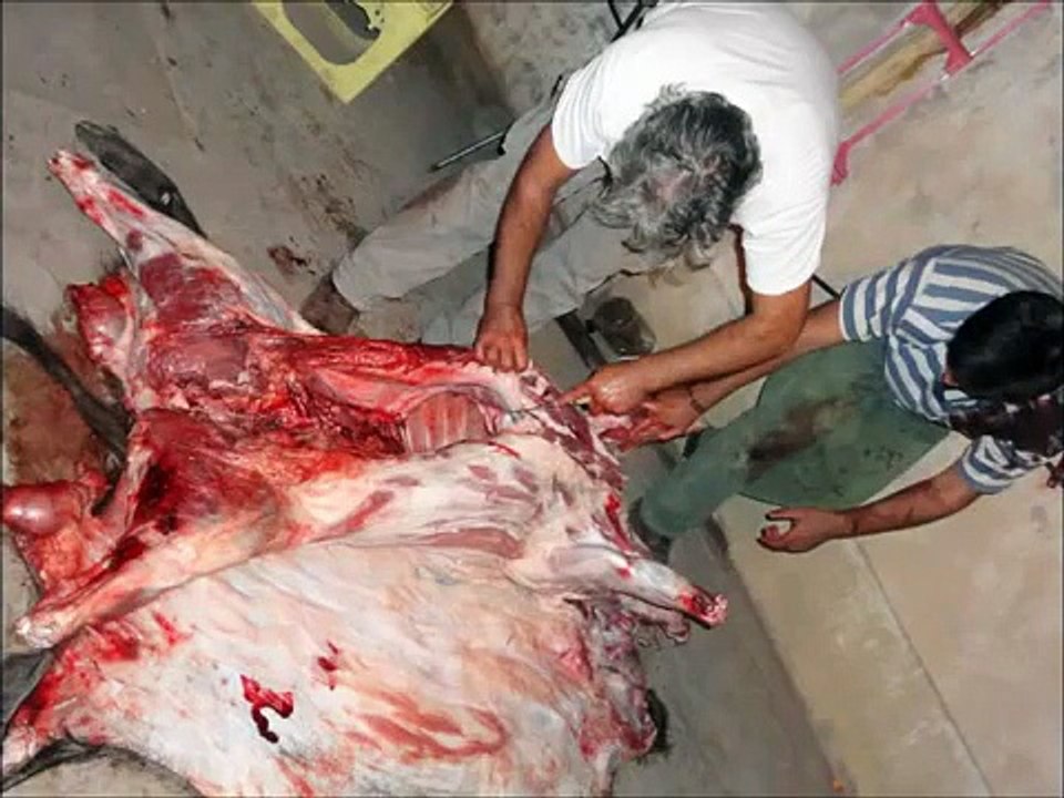 caseria de jabali con perros