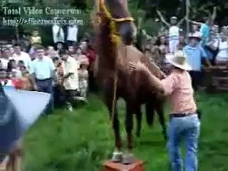 Caballo don gil saravena