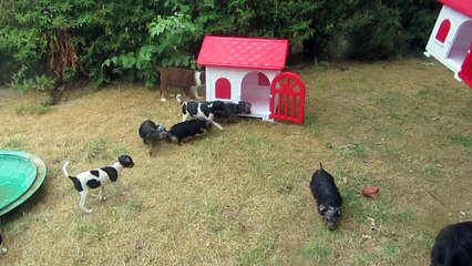 les chiots découvrent leurs nouvelles niches