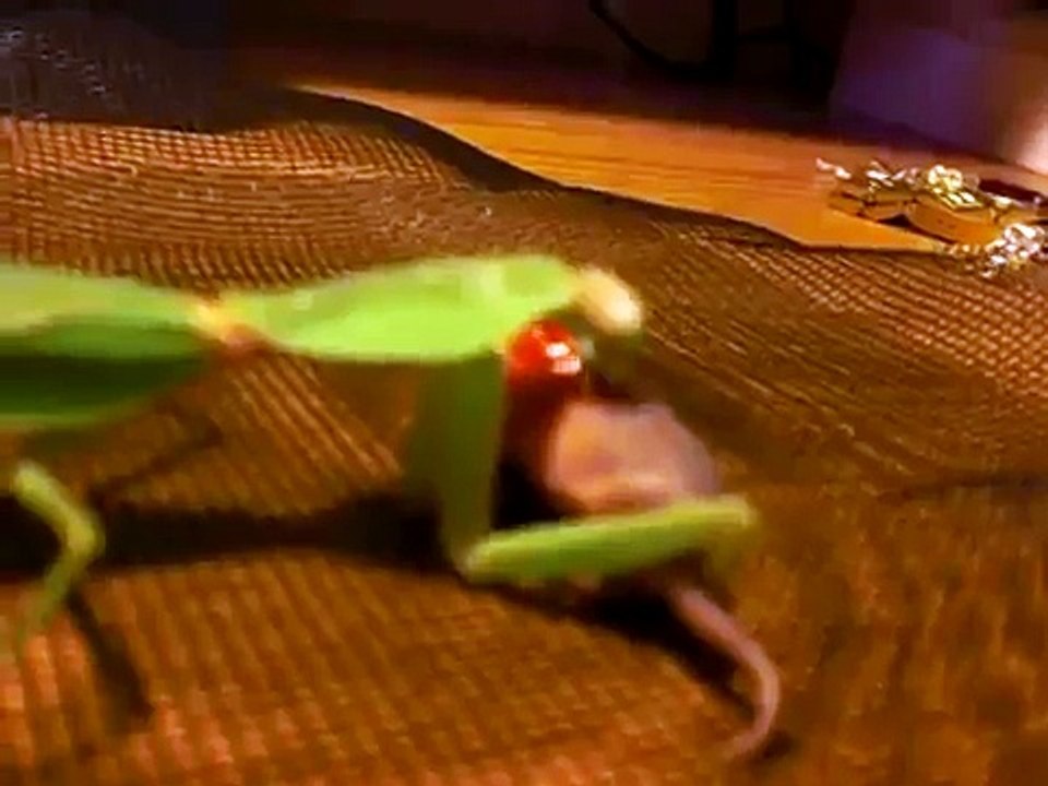 Praying Mantid Eating Mouse - Viewers discretion is advised. 'READ DESCRIPTION"