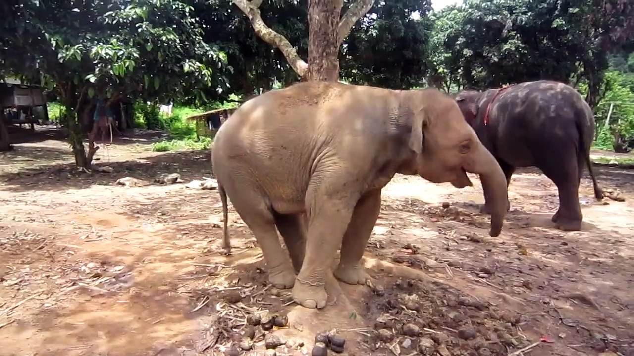 Happy Baby Elephant