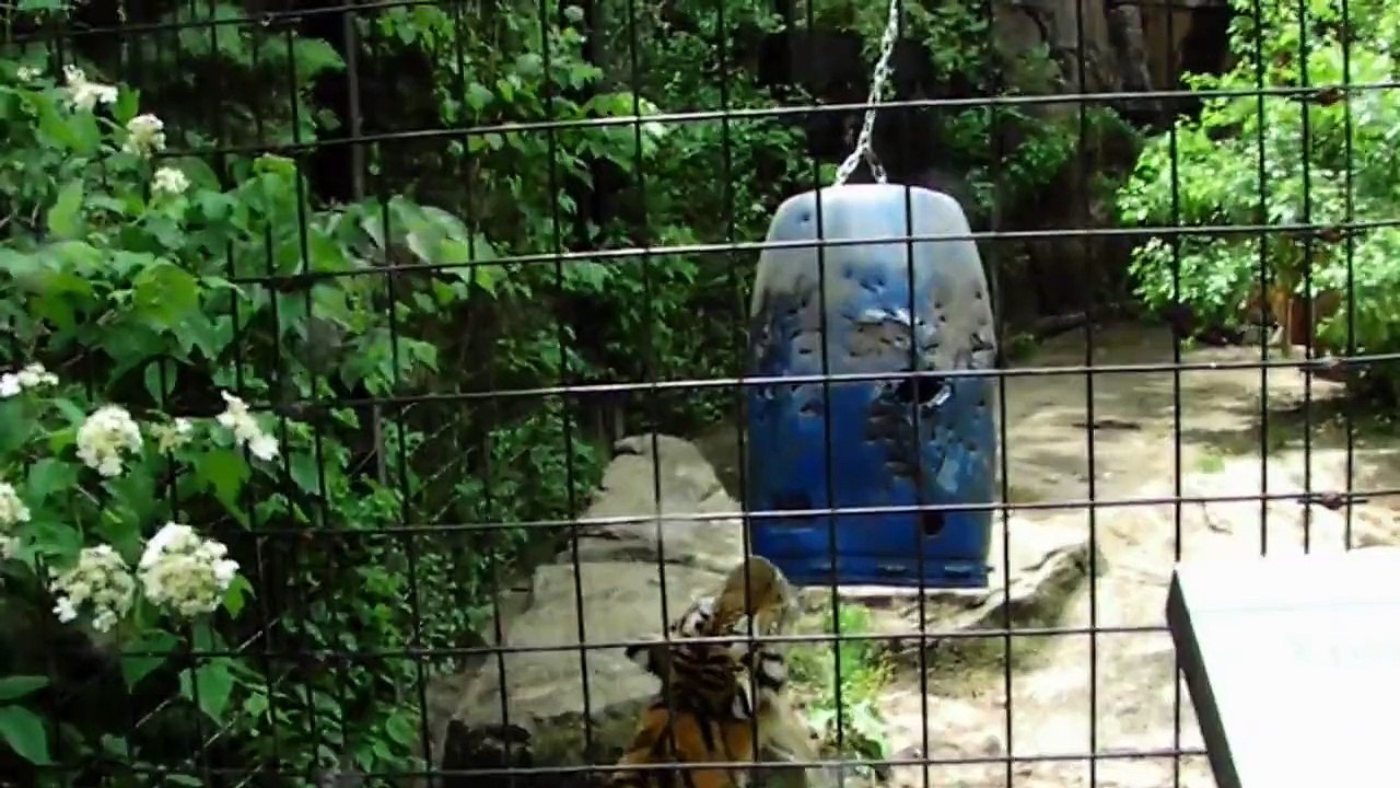 Potter Park Zoo: Tiger Cubs Loving Spring! 5/29/13