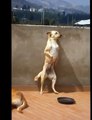 Perro Bailando El Serrucho