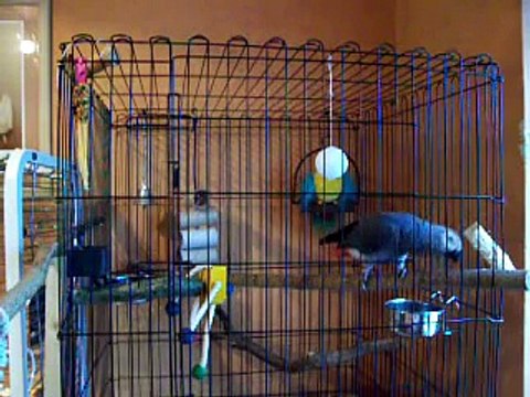 X-Rated,Talking parrot, swearing parrot, George, Hilarious