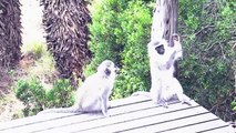 Vervet Monkeys and their Secret at Pumba Game Reserve