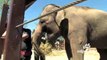 Funny Animals Elephants at Calgary Zoo   Funny Videos 2015 2