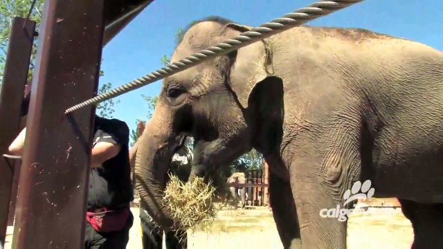 Funny Animals Elephants at Calgary Zoo Funny Videos 2015 2