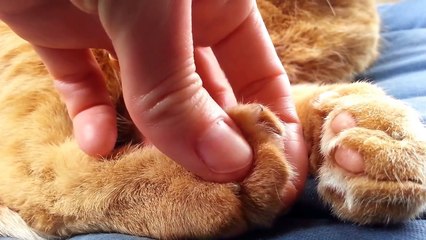 SCOOBY DOO - SUPER ADORABLE CAT WITH BIG NOSE SLEEPING