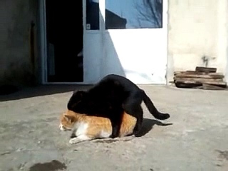 parenje macke (macka djurdja)