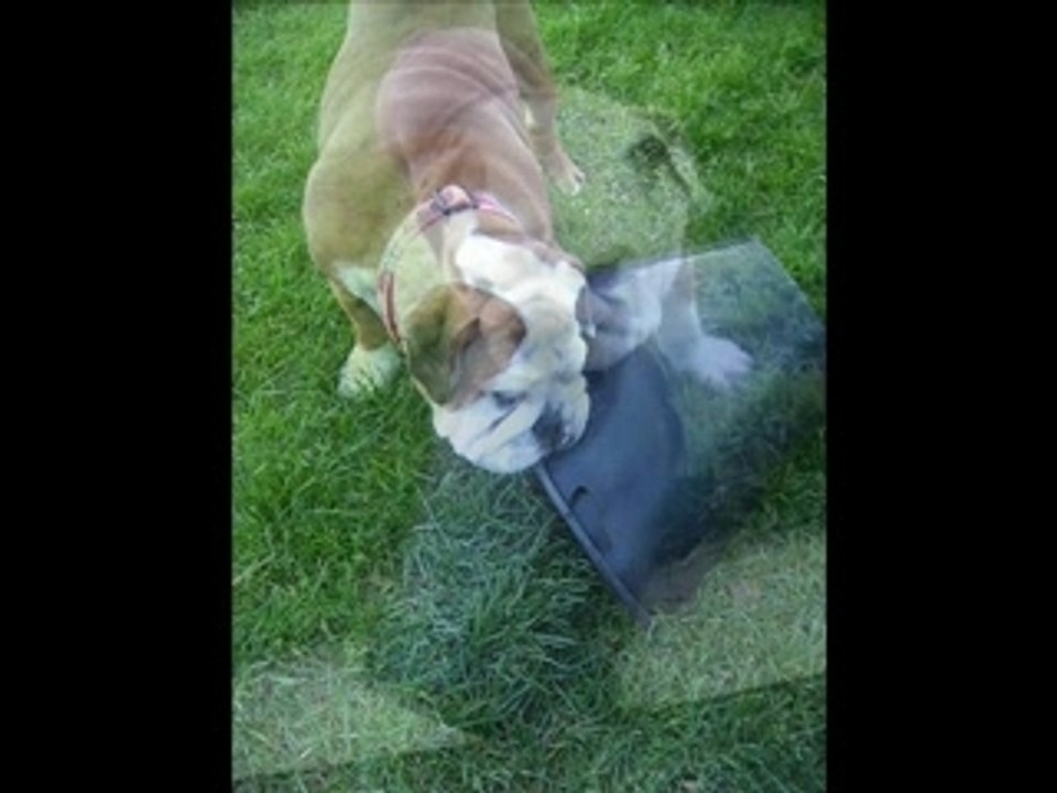 Daisy 2