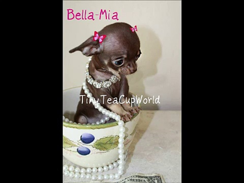 TINIEST MICRO TEACUP TEA CUP CHOCOLATE FEMALE CHIHUAHUA "BELLA~MIA"