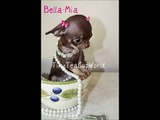 TINIEST MICRO TEACUP TEA CUP CHOCOLATE FEMALE CHIHUAHUA 