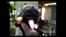 Fernando Megabat (flying-fox) Rescued 14/01/2012