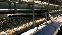 Mushroom harvesting machine cannery