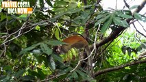 Manuel Antonio Costa Rica Squirrel Monkeys