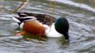 Northern Shoveler Duck Swimming and Feeding (UK Water Birds)