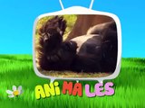 videos educativos para niños de edad preescolar y bebes, los animales del zoologico