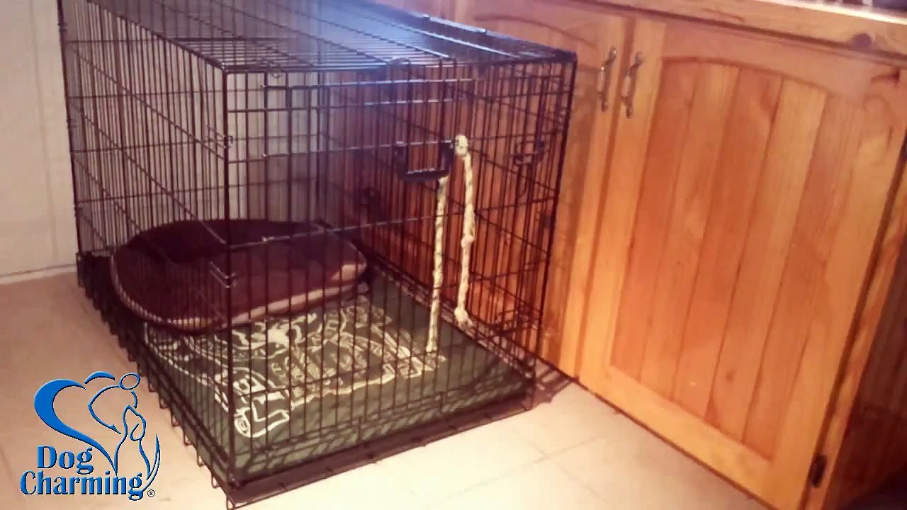 Dog Behaviour Chain: Go to Bed, Open and Close Crate Door (Dog Charming)