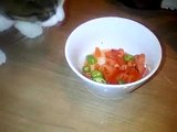 Cat Eating Tomatoes And Chili Peppers
