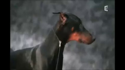 Le chien et ses origines