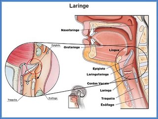 O Sistema Respiratório Humano