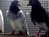Pakistani High -Flying Pigeons (USTAAD GHAYAS  KE EXTRA ORDINARY PIGEONS)
