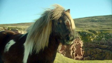 Poney qui danse (Pub,Humour)(HD)