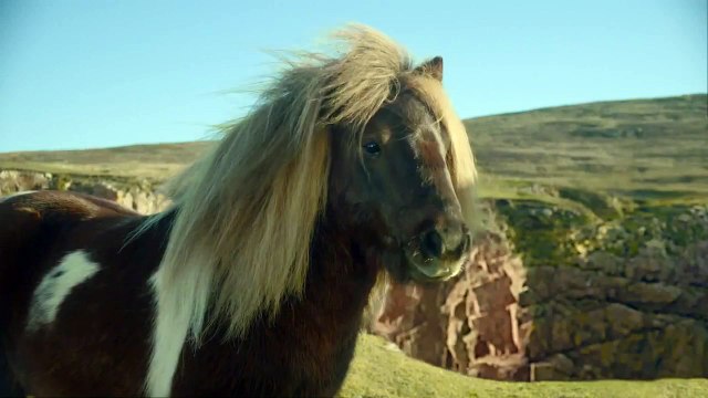 Poney qui danse (Pub,Humour)(HD)