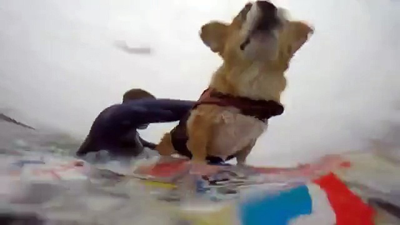 YouTube: conoce a Jojo, el perro Corgi que surfea (VIDEO)