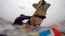 YouTube: conoce a Jojo, el perro Corgi que surfea (VIDEO)