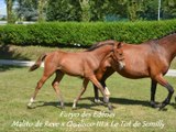 Furyo des Edènes concours local foals