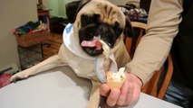 Happy Birthday Benny//Three Pugs Eating Ice Cream Cones