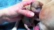 Jones Chihuahuas Canadian Kennel Club Reg'd Female Chihuahua Clementine's Pups Birth Day