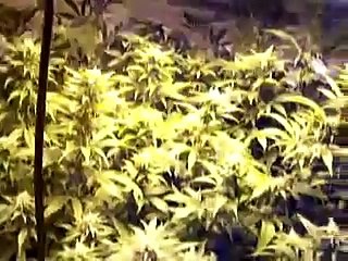 Day 26 of 12/12 OG KUSH X SOUR DIESEL (707HEADBAND) and PURPLE URKLE