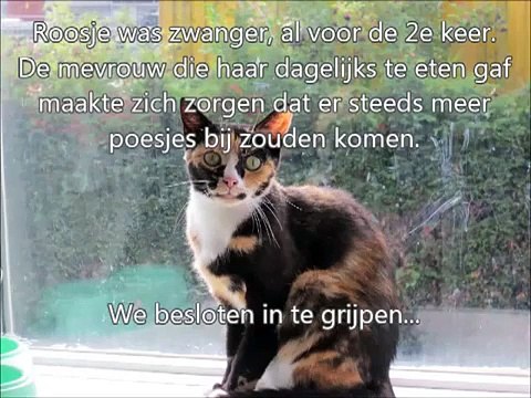 Minoes mag mee Roosje thuis brengen