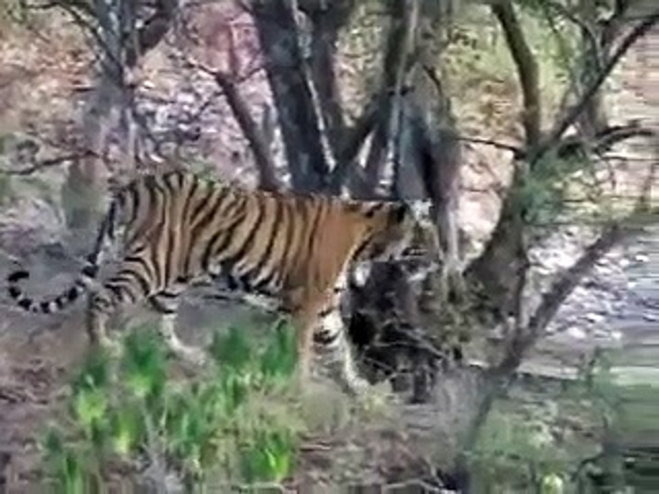 Machali the Tigress Queen of Ranthambhore, India