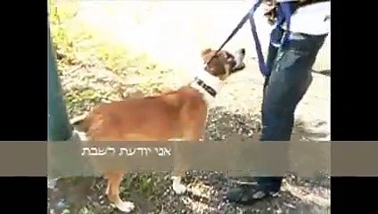 תנו לחיות לחיות חיפה- מישקה