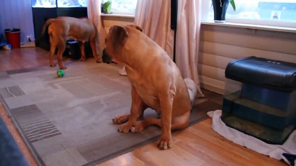 Balinese kitten plays with Boerboel puppy.