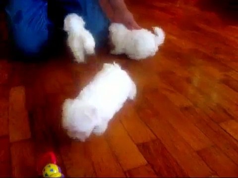 Maltese puppies for sale, maltese breeders, maltese puppies tiny little teacup puppies