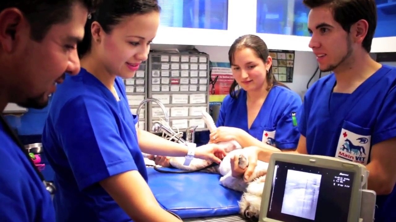 MAIN VET CENTER HD
