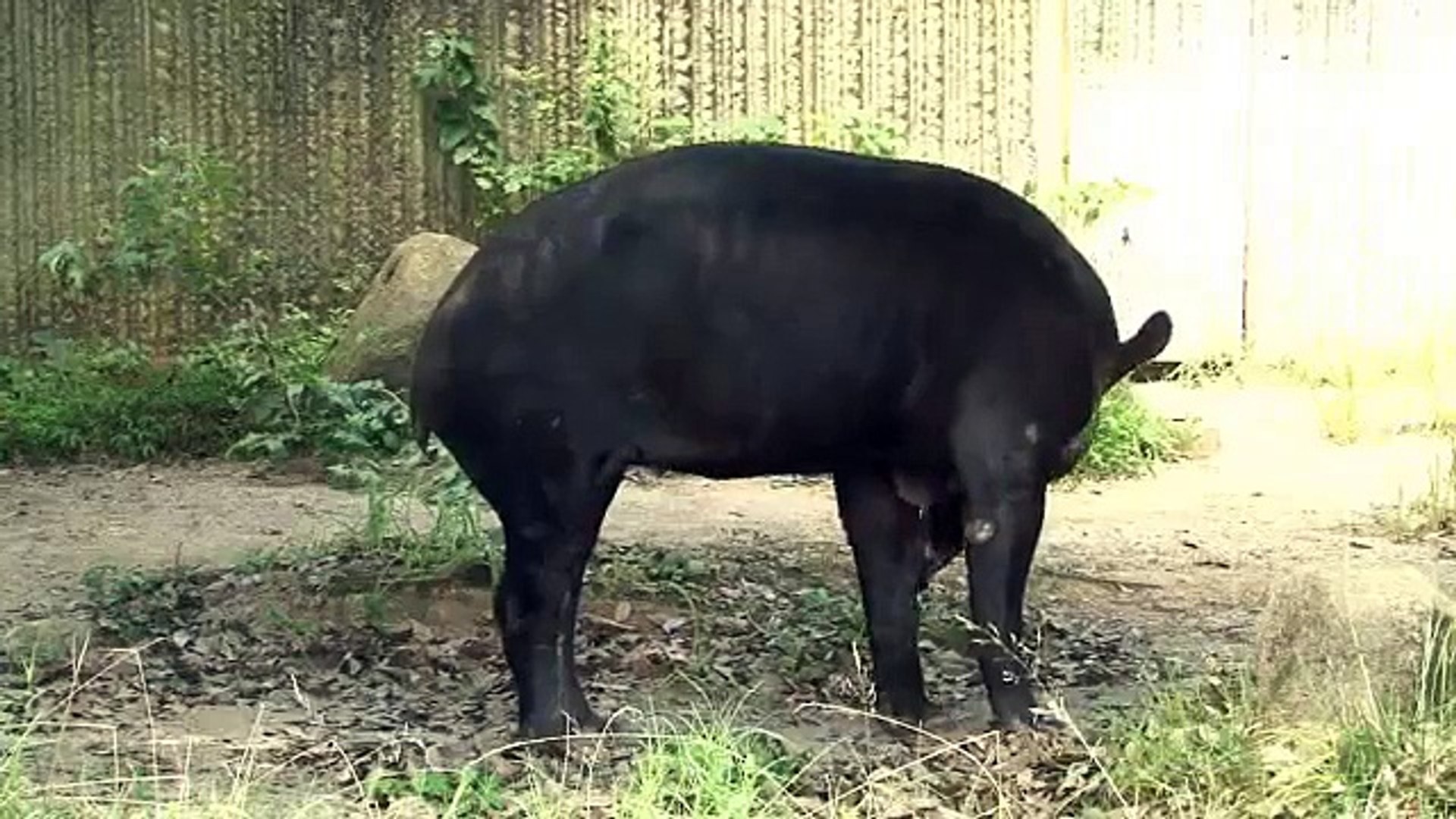 ⁣Baird's Tapir - What it does when it hears water / The Konica Minolta Our endangered animals
