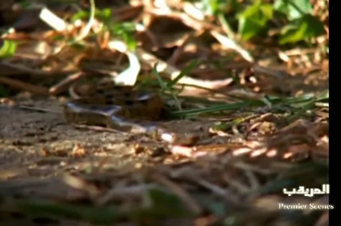 أفتراس الافاعي