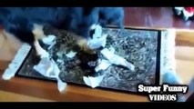 Cute Cats & Funny  Dogs ● Merry Christmas Compilation 2014 2015 Super Funny Videos