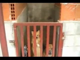 Gornate Olona (Varese) - Sequestro canile lager